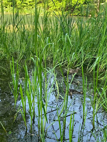 Comentarii opinii despre Gilleleje Badehotel