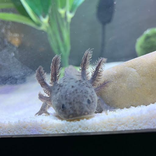 STLotls - Visual