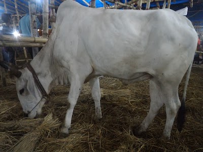 Photos of Bibirhat Cattle Market
