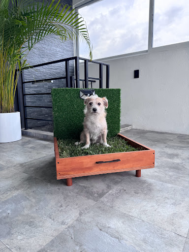 Pet Thrones Factory Gallery - Mexico