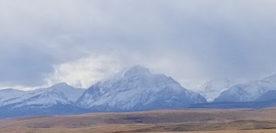 Rocky Mountain Front Weed