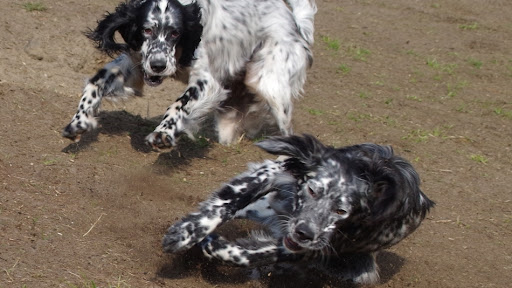Hundephysio Wannsee