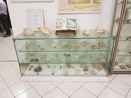 Comune di Stazzano Museo civico storia naturale - Thumbnail