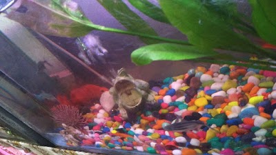 Photos of Shrestha Aquarium 1