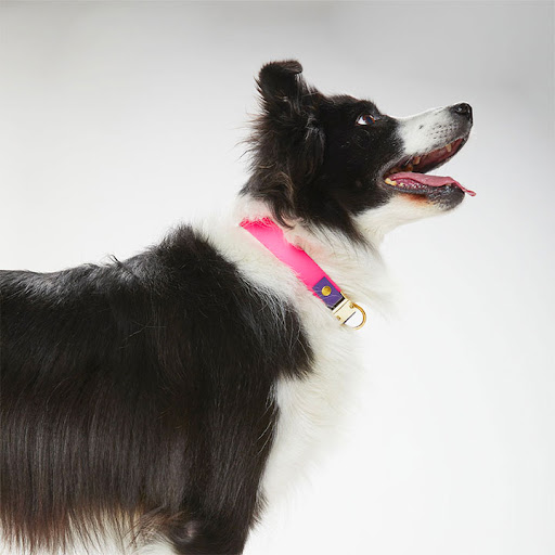 Mabel Dog di Monica Franco - Thumbnail