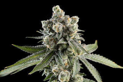 Photo of Prohibition 37 (P37) - Santa Fe Dispensary (Formerly Red Barn Growers)
