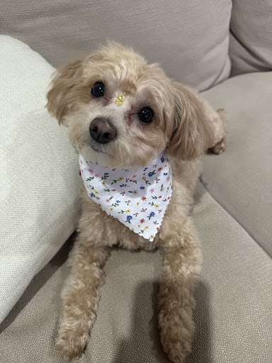 Bless Pet Salon - Visual
