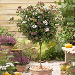 Photo n°5 de Jardinerie Pépine à Latresne (Jardinerie)