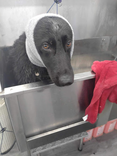 Southborough Pet Groomers - Thumbnail