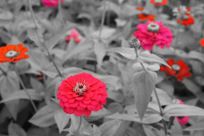 Photos of Bugcheongyo