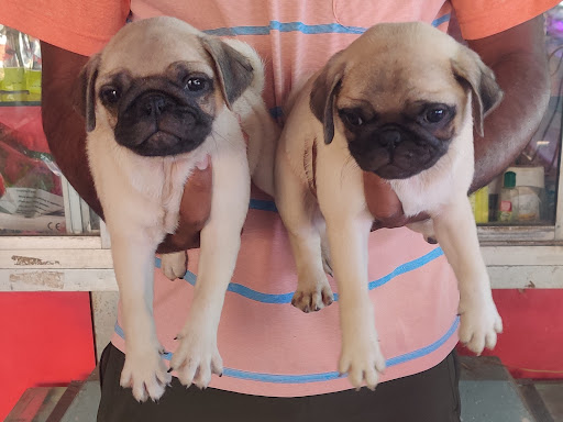 Top Quality Pug male female puppy Available  post image