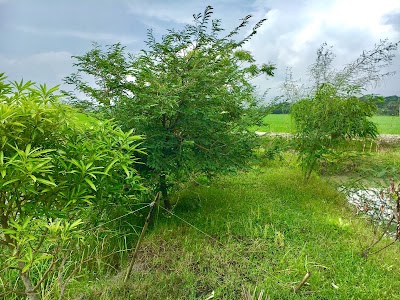 Photos of ইহান পল্লী