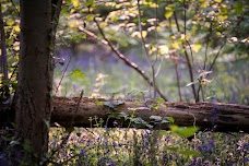 Moorgrove Wood bristol