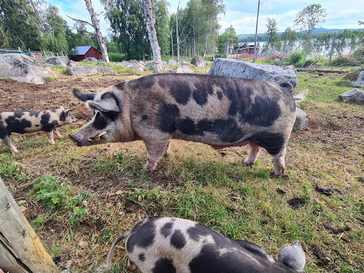 Ponderosa 4H farm