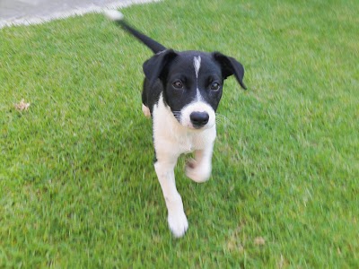 Photos of Swakopmund Vet Clinic