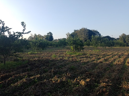 cuayahual - Thumbnail