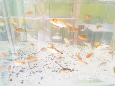 Photos of Little Aquarium