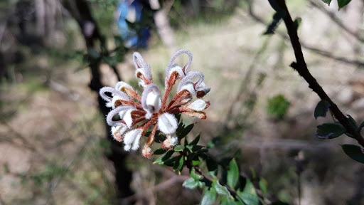 Pennant Hills Park - Thumbnail