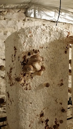 Photo n°8 de ChampiBio Mu&Co à Maynal (Ferme bio)