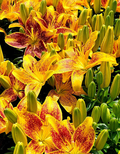 Greenbrier Nurseries Inc. - Thumbnail