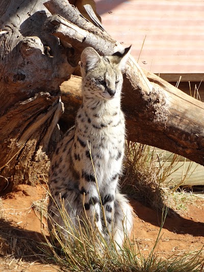 Photos of Cheetah Experience