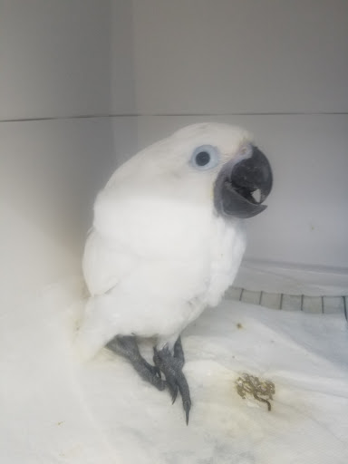 Parrot Productions - Thumbnail