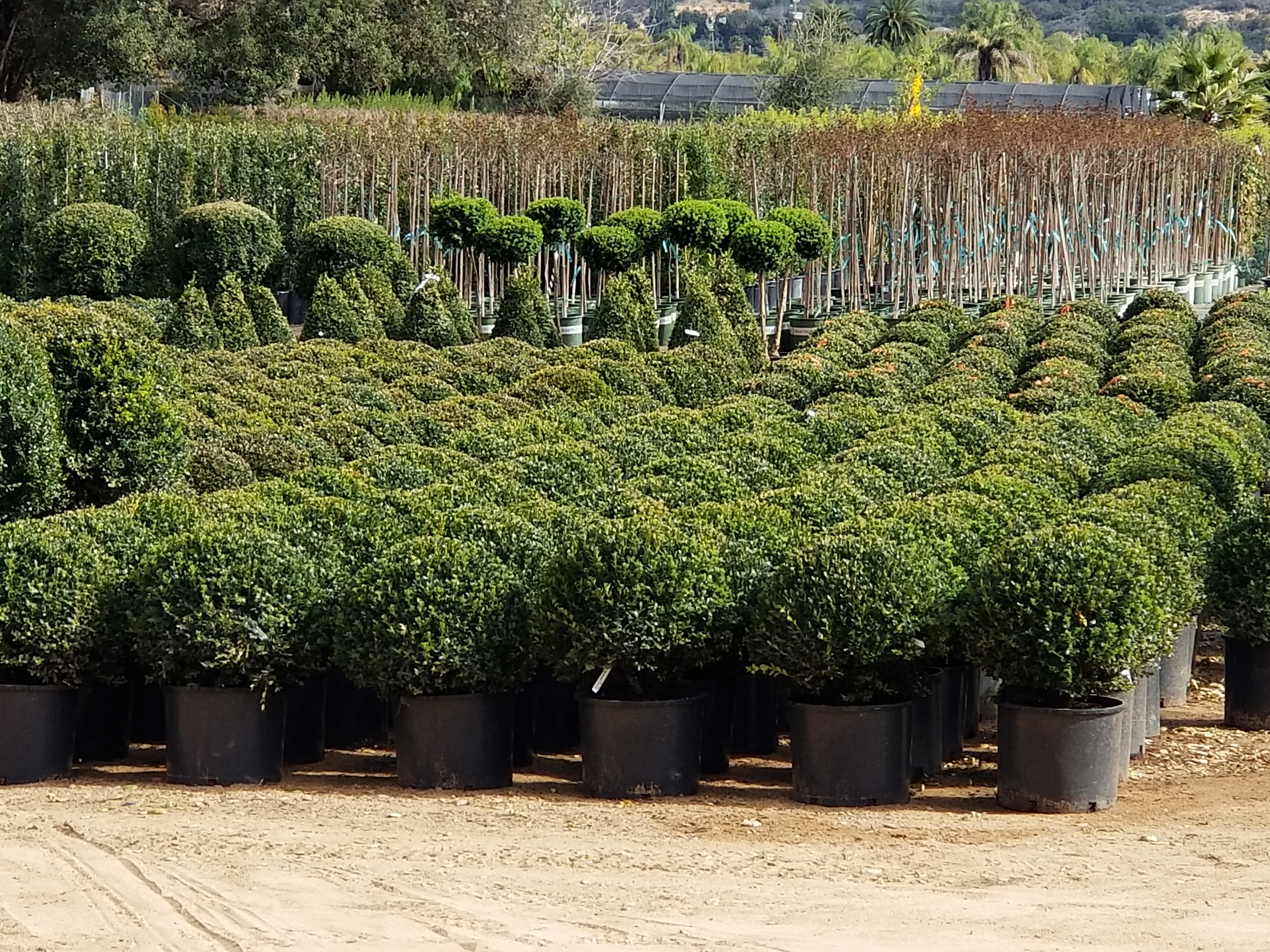 V & B Nursery Inc.