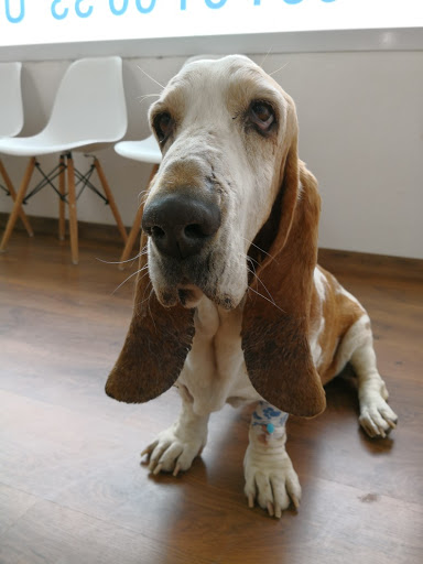 Hospital Veterinario Málaga Este | MiVet