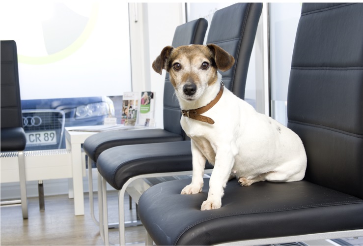 Kleintierpraxis Stührenberg Osnabrück