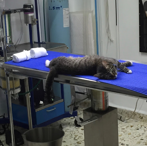 Clínica Veterinaria de Especialidades de Morelos
