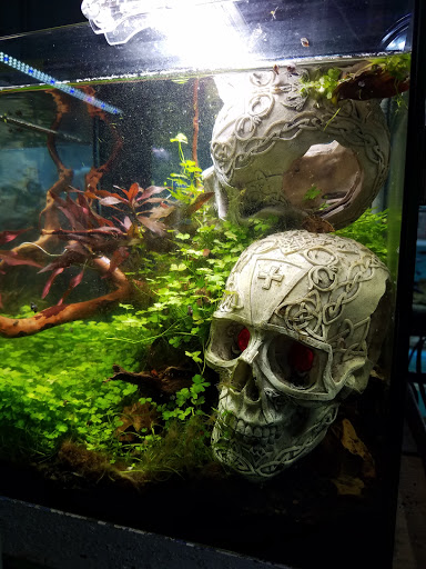 Pacific Aquarium & Plant - Thumbnail
