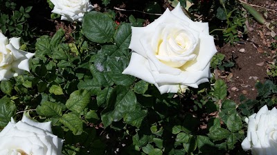 Photos of Zomorrod (Paydari) Park