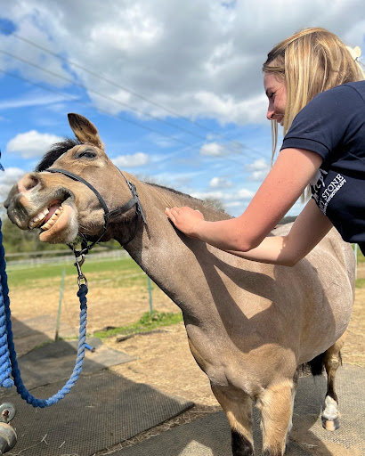Amy Stone Veterinary Physiotherapy