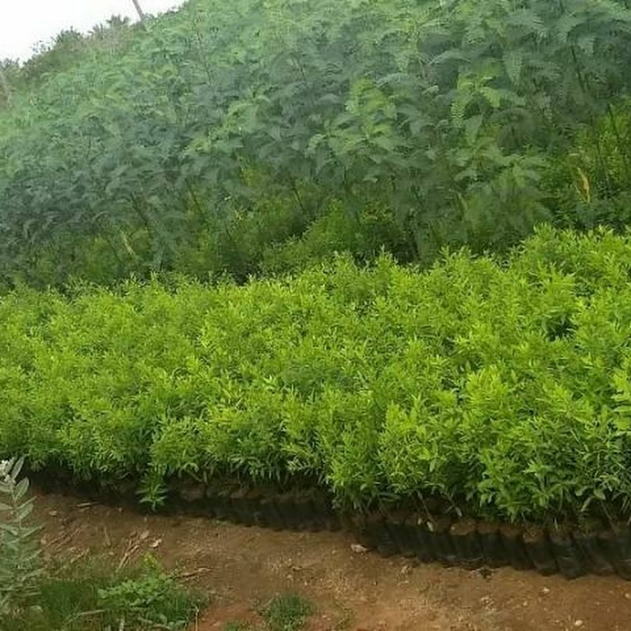 Chandan Sri Gandham Dindigul White Sandalwood Plant Nursery Dindigul Tamil Nadu White Sandal Wood Plants Nursery In Dindigul Tamilnadu