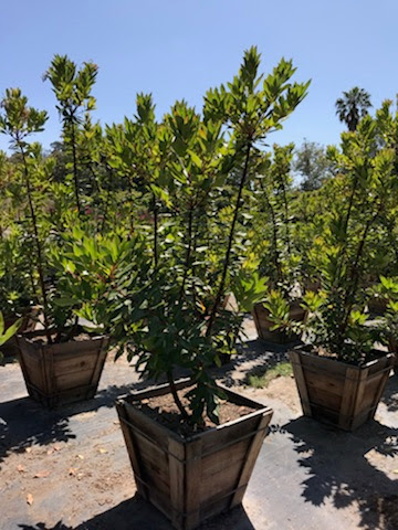 Toro Canyon Nursery