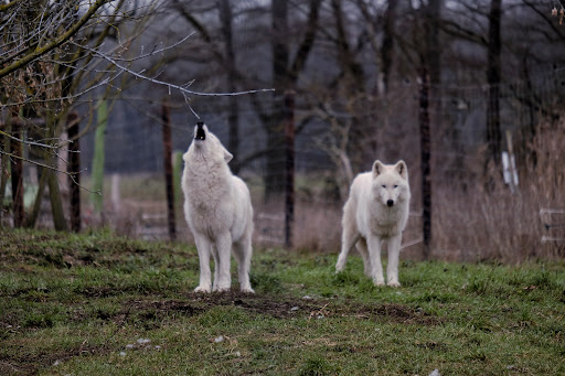Wildtierpark Hohenbruch - Thumbnail
