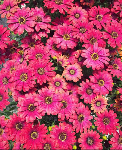 Φυτώριο Χάρης Παπανίκος - Γρεβενά