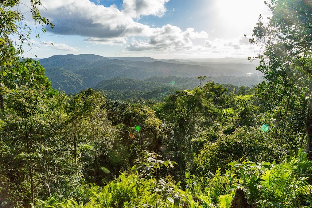 Skyrail Rainforest Cableway