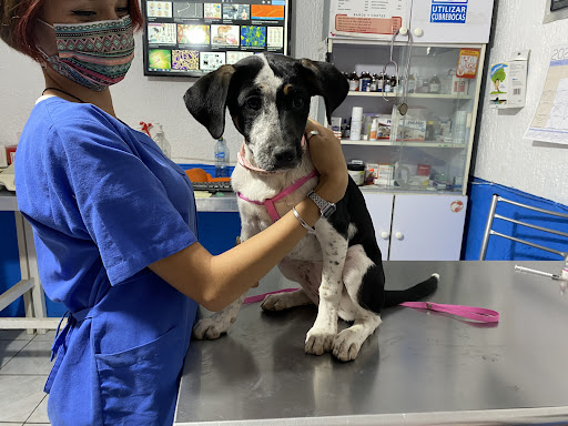 Clínica Veterinaria MedicVet