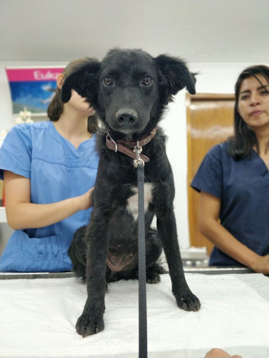 Animal's Médicos Veterinarios - Thumbnail
