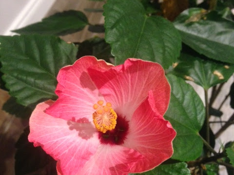 Brin De Jardin Amenagement Paysager Entretien Des Terrains