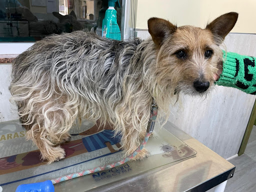 Clínica veterinaria Guadix Norte