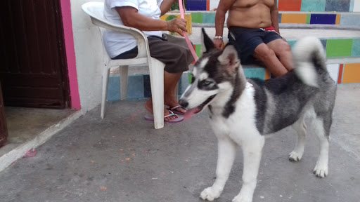 Hospital Veterinario San Andrés - Thumbnail
