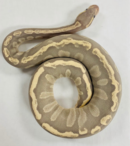 Kingdom Pythons - Visual