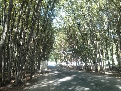 Photos of "Quba" İstirahət Mərkəzi
