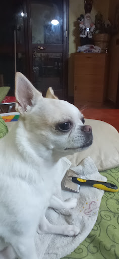 GioPet - Visual