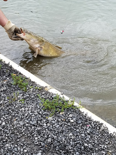 Reel Catch, LLC - Thumbnail
