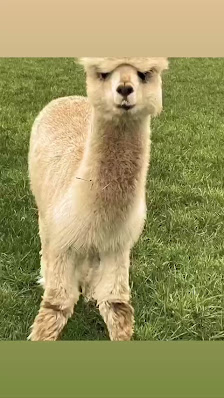 Vom Inhaber