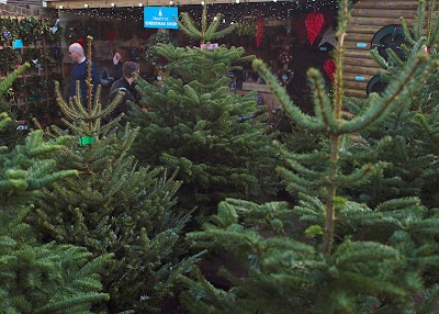 Trinity Street Christmas Trees