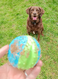 Photo n°14 de Élevage-Pension des mille nuances de douceur à Bodilis (Pension pour chiens)